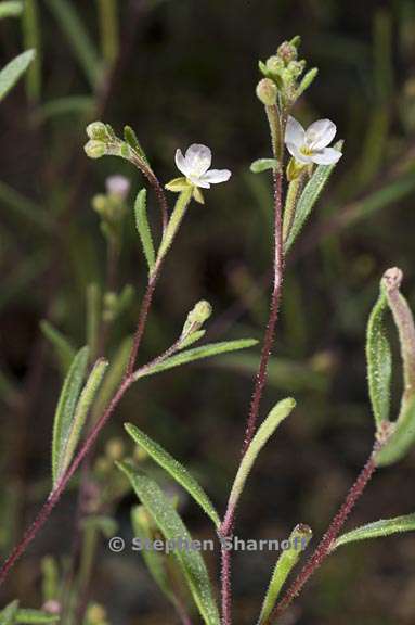 gayophytum racemosum 5 graphic